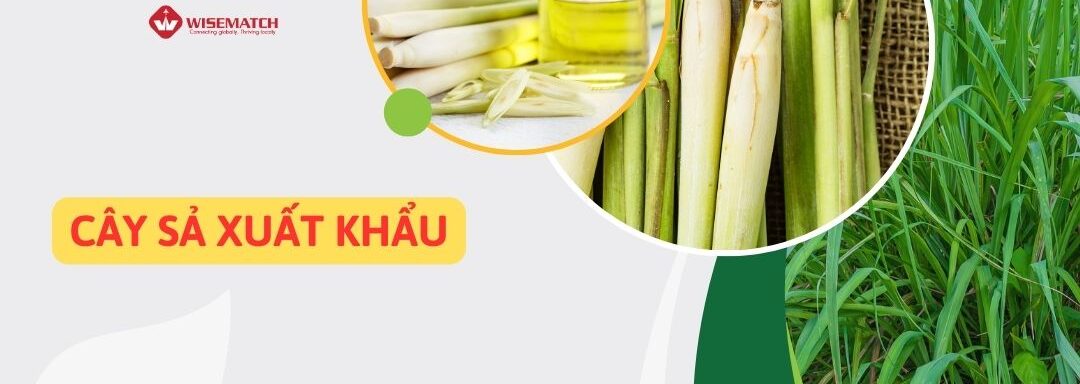 cây sả xuất khẩu