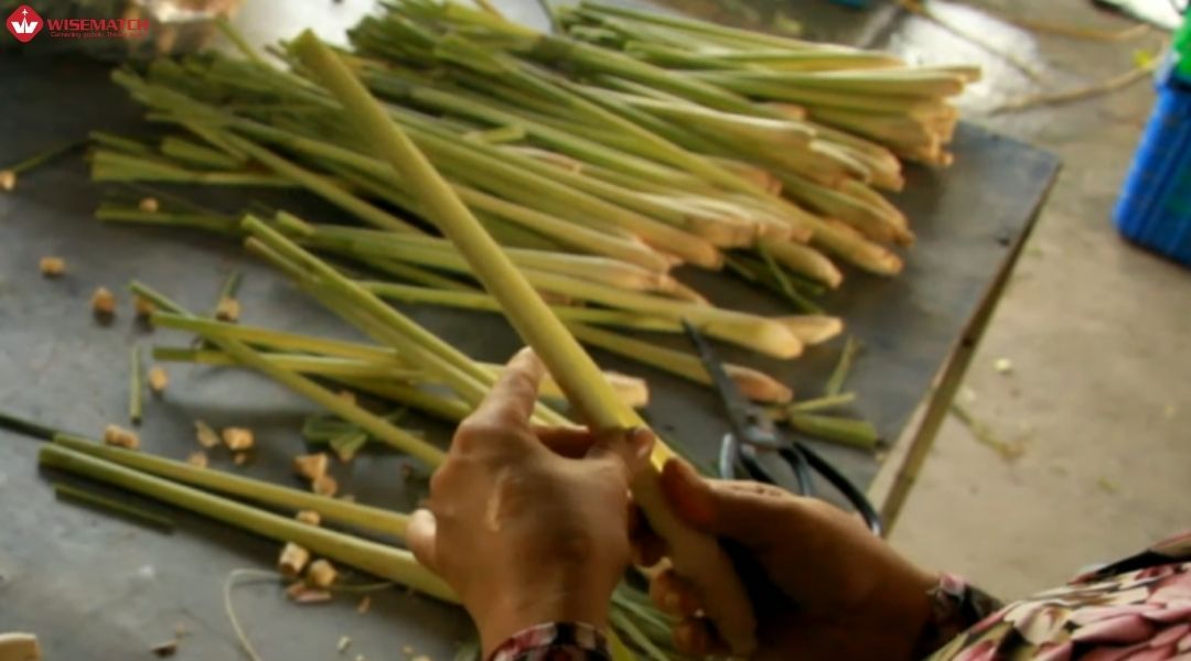 cây sả xuất khẩu 